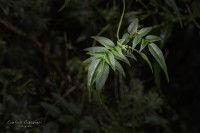 El hermoso perfume de la lluvia...