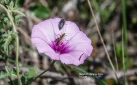 Flores e insectos