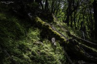 El maravilloso bosque patognico...