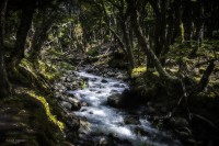 El maravilloso bosque patognico...