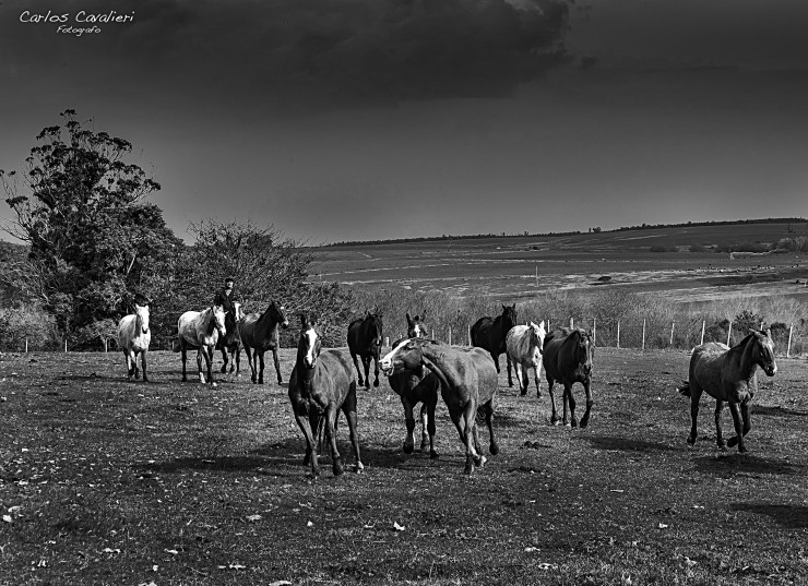 Foto 5/Vida de campo...