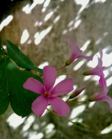 Por el jardn de la abuela