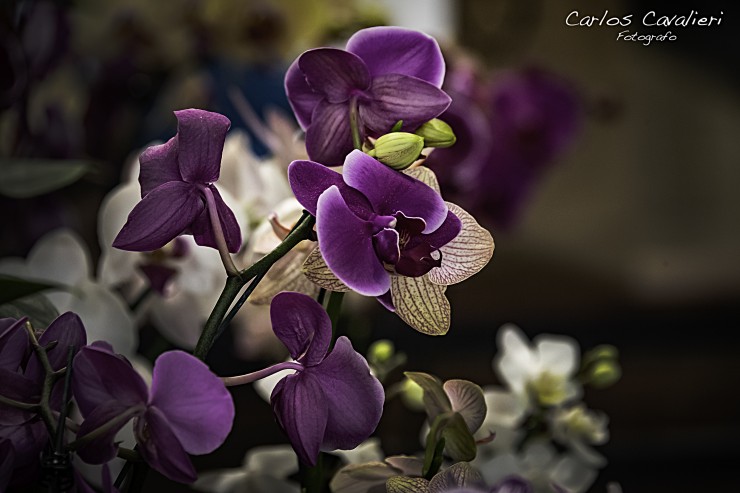 Foto 1/Orqudeas Otoales...