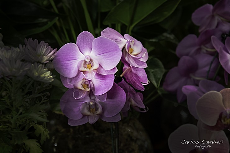 Foto 4/Orqudeas Otoales...