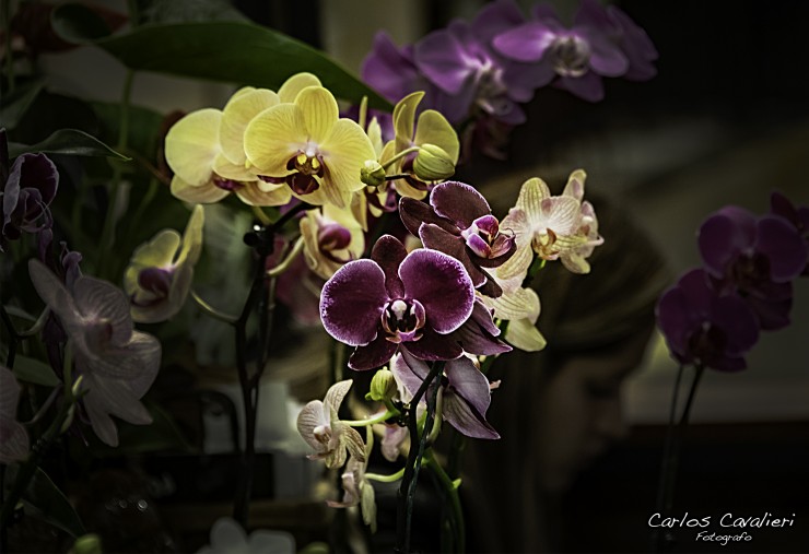 Foto 5/Orqudeas Otoales...