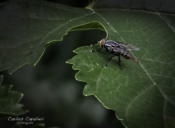 Foto 4/La pequea fauna de casa...