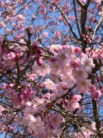 Japon epoca de cerezos en flor