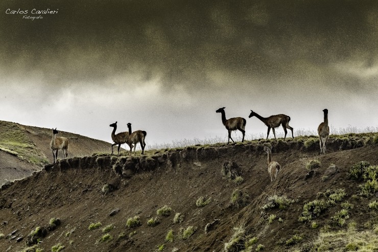 Foto 1/Campos de Guanacos patagonicos...