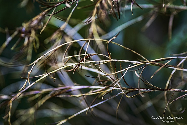 Foto 4/Las Tramas de la naturaleza...