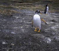 Fauna Patagonica...