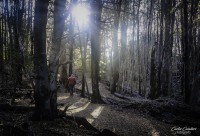 Caminando los Bosques Patagonicos...