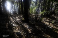 Caminando los Bosques Patagonicos...