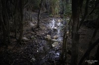 Caminando los Bosques Patagonicos...