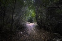 Caminando los Bosques Patagonicos...