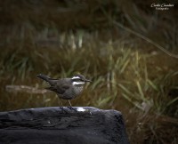 Las Aves del Sur...