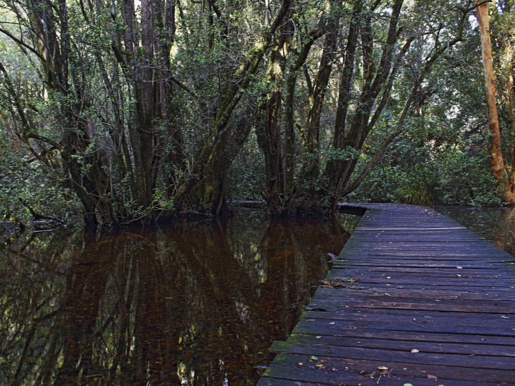 Foto 1/Bosque de las Sombras