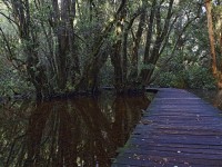 Bosque de las Sombras