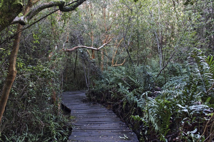 Foto 2/Bosque de las Sombras