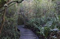 Bosque de las Sombras