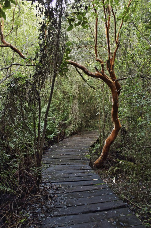 Foto 3/Bosque de las Sombras