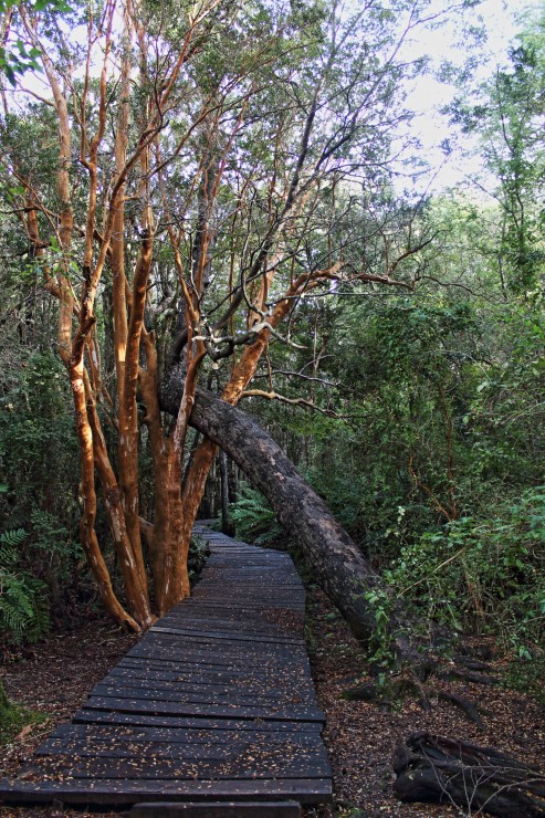 Foto 4/Bosque de las Sombras