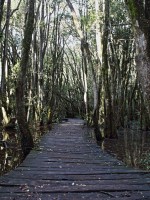 Bosque de las Sombras