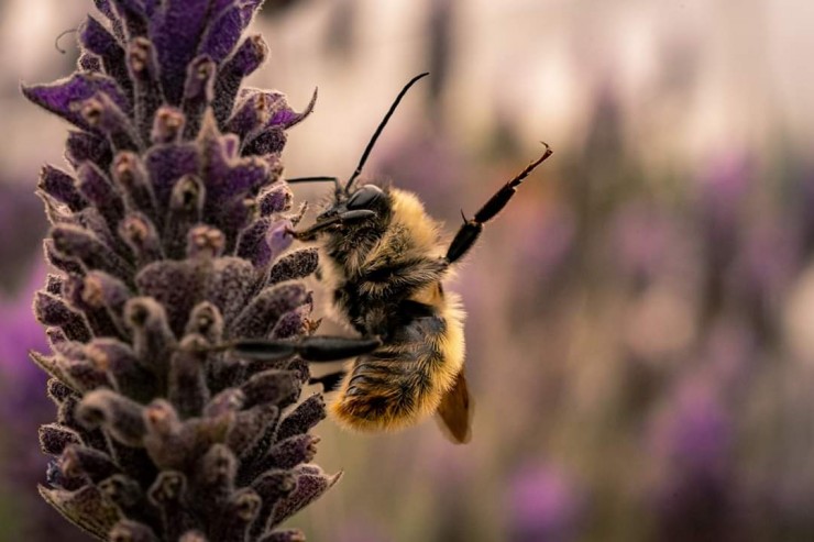 Foto 4/Abejas