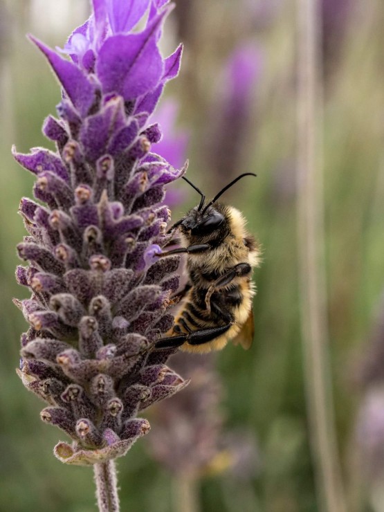 Foto 5/Abejas