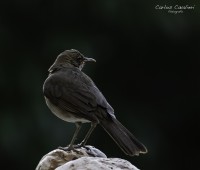 Aves Patagonicas...