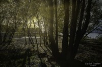 Belleza de los bosques patagonicos...