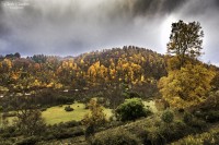 Los dorados colores del otoo patagonico.