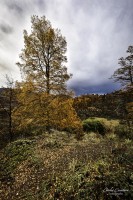 Los dorados colores del otoo patagonico.