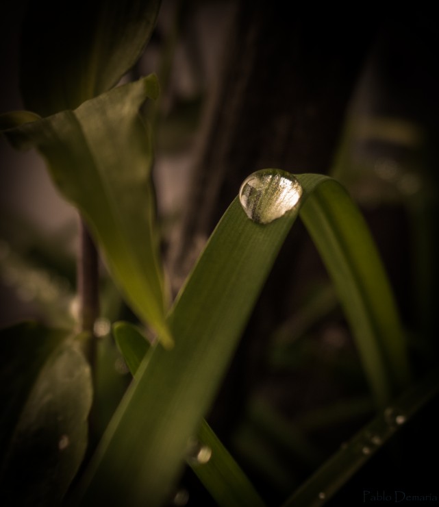 Foto 2/Gotas de Roco