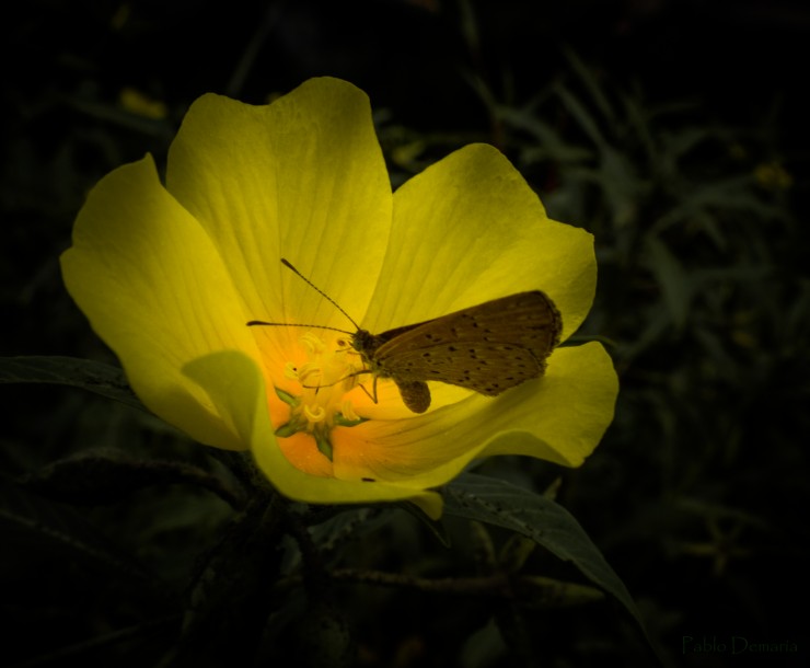 Foto 1/Mariposas Iluminadas