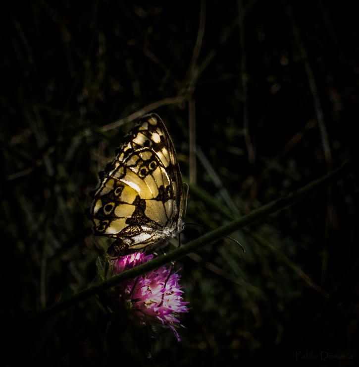 Foto 2/Mariposas Iluminadas