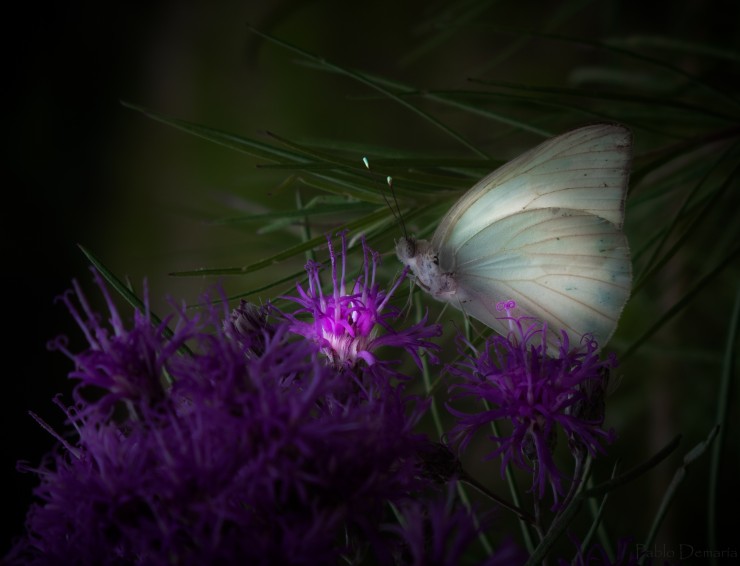 Foto 3/Mariposas Iluminadas