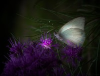 Mariposas Iluminadas