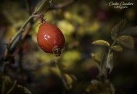 Los Frutos del Bosque...