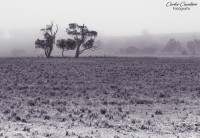 La campia Uruguaya...