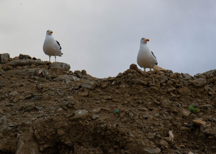 Foto 1/Duo de Gaviotas