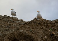 Duo de Gaviotas