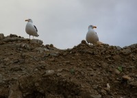 Duo de Gaviotas