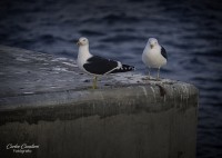 Aves de la Patagonia...