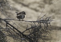 Aves de la Patagonia...