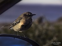 Aves de la Patagonia...