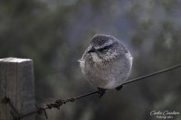 Aves de la Patagonia...