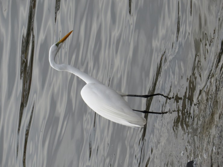 Foto 5/Garza blanca