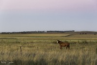 El Caballo, ese noble animal...