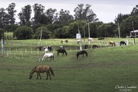 El Caballo, ese noble animal...