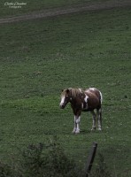 El Caballo, ese noble animal...